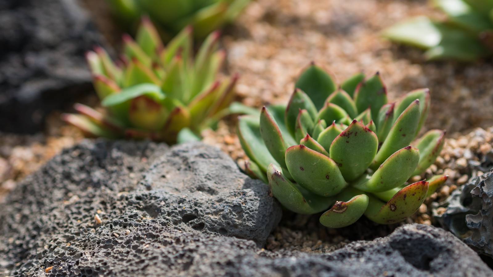 Echeveria agavoides si può coltivare in piena terra o in vaso a seconda delle condizioni climatiche della propria regione.