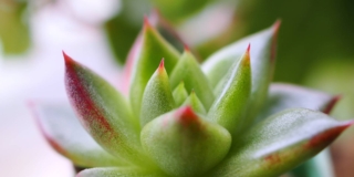 Echeveria agavoides