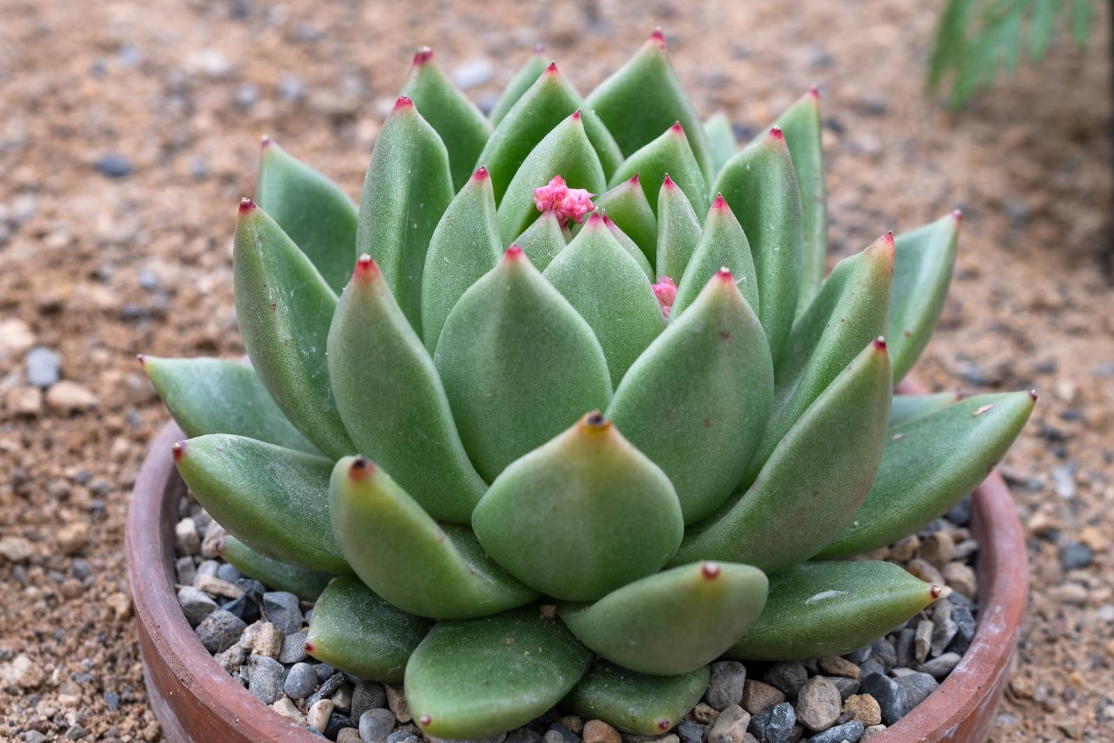 Echeveria agavoides si riconosce per la rosetta compatta di foglie carnose verdi che sfumano verso il rosso.