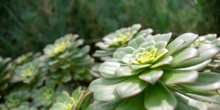 Echeveria elegans