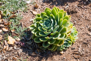 Echeveria elegans ama le alte temperature e ha bisogno di almeno 6 ore di luce solare diretta al giorno.