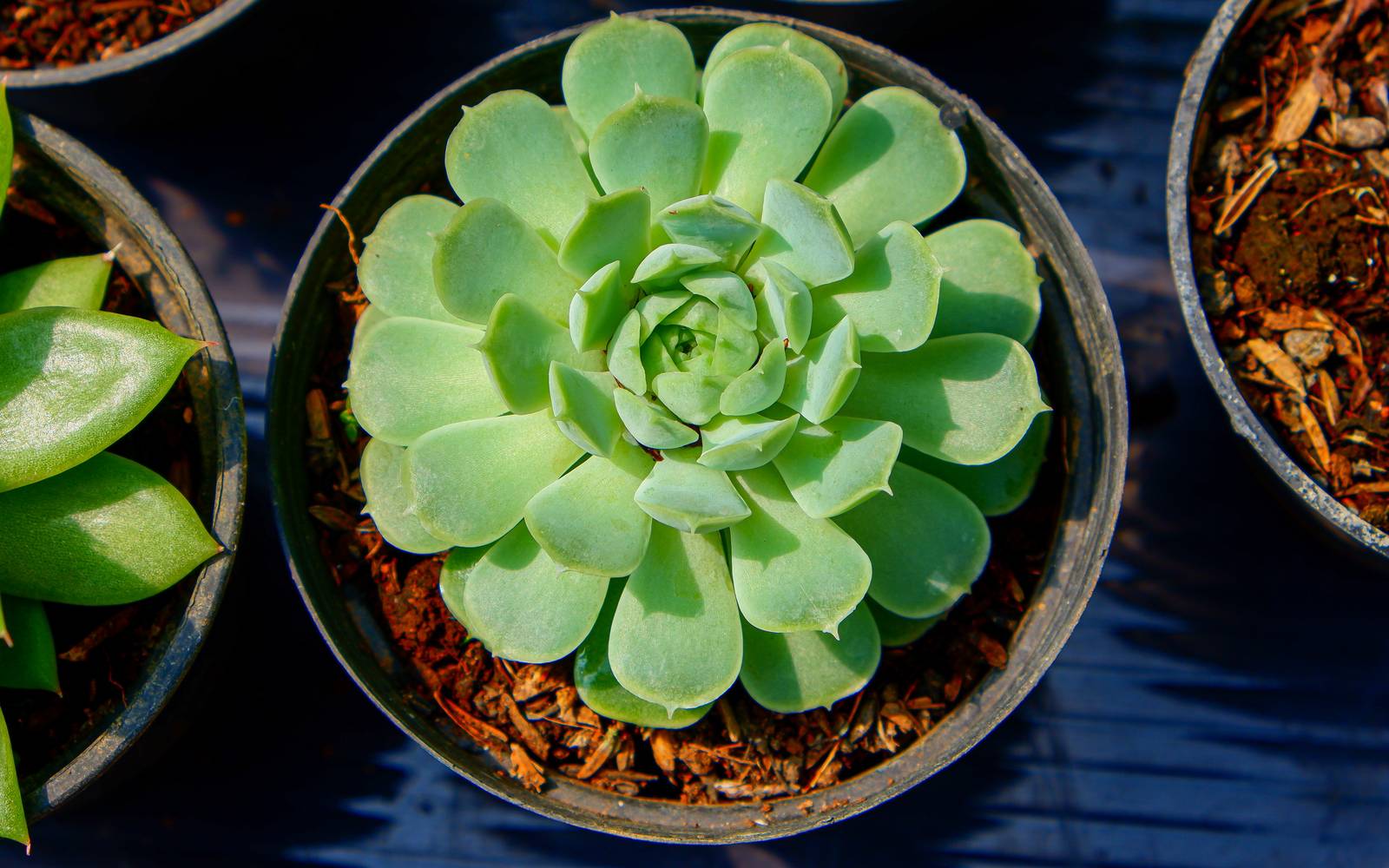 Anche se è coltivabile in piena terra, in alcune regioni è consigliato mantenere echeveria elegans in vaso, in modo da poterla proteggere adeguatamente dal freddo.