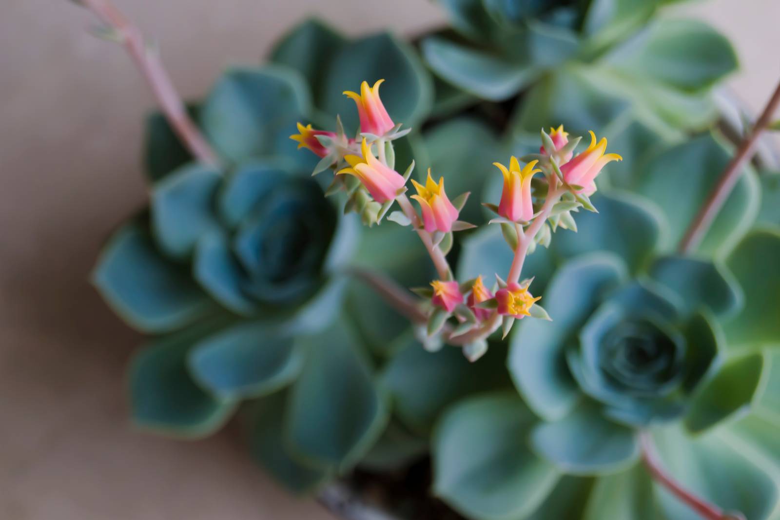 Echeveria elegans produce graziose infiorescenze rosate sfumate di giallo al termine dell'inverno.