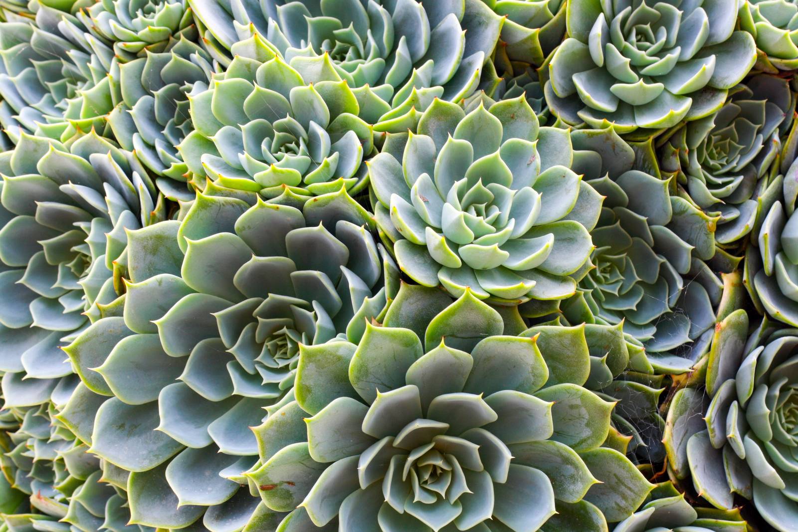 Echeveria elegans forma una rosetta compatta di foglie carnose di un bel verde-azzurro intenso.