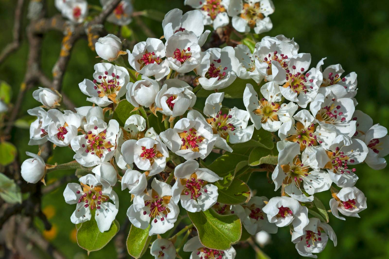 Il pero regala bellissime fioriture bianche raccolte in corimbi durante la primavera. Il pero regala bellissime fioriture bianche raccolte in corimbi durante la primavera.