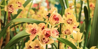 Orchidea cymbidium