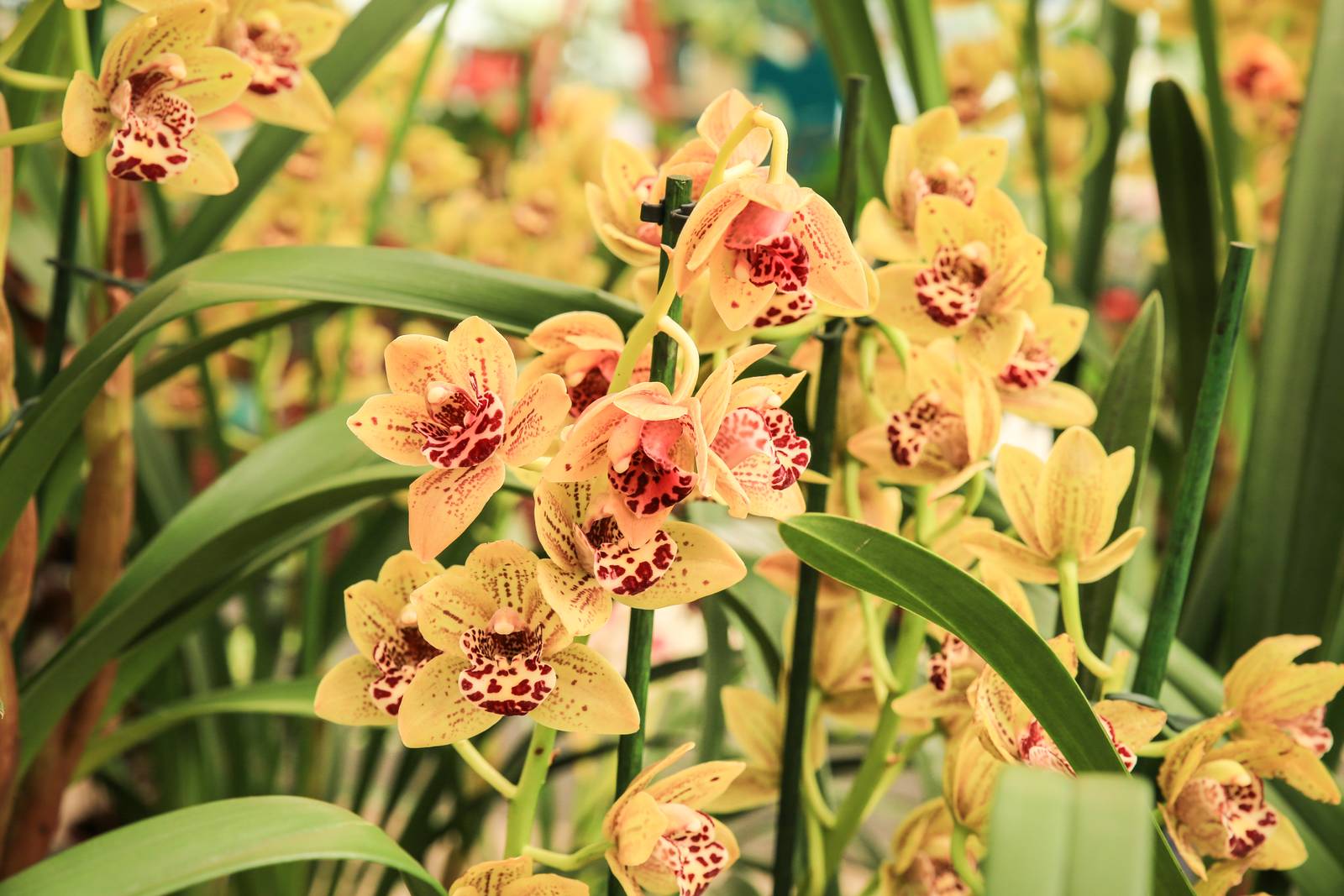 L'orchidea cymbidium ha bisogno di molta luce per fiorire e crescere in salute.