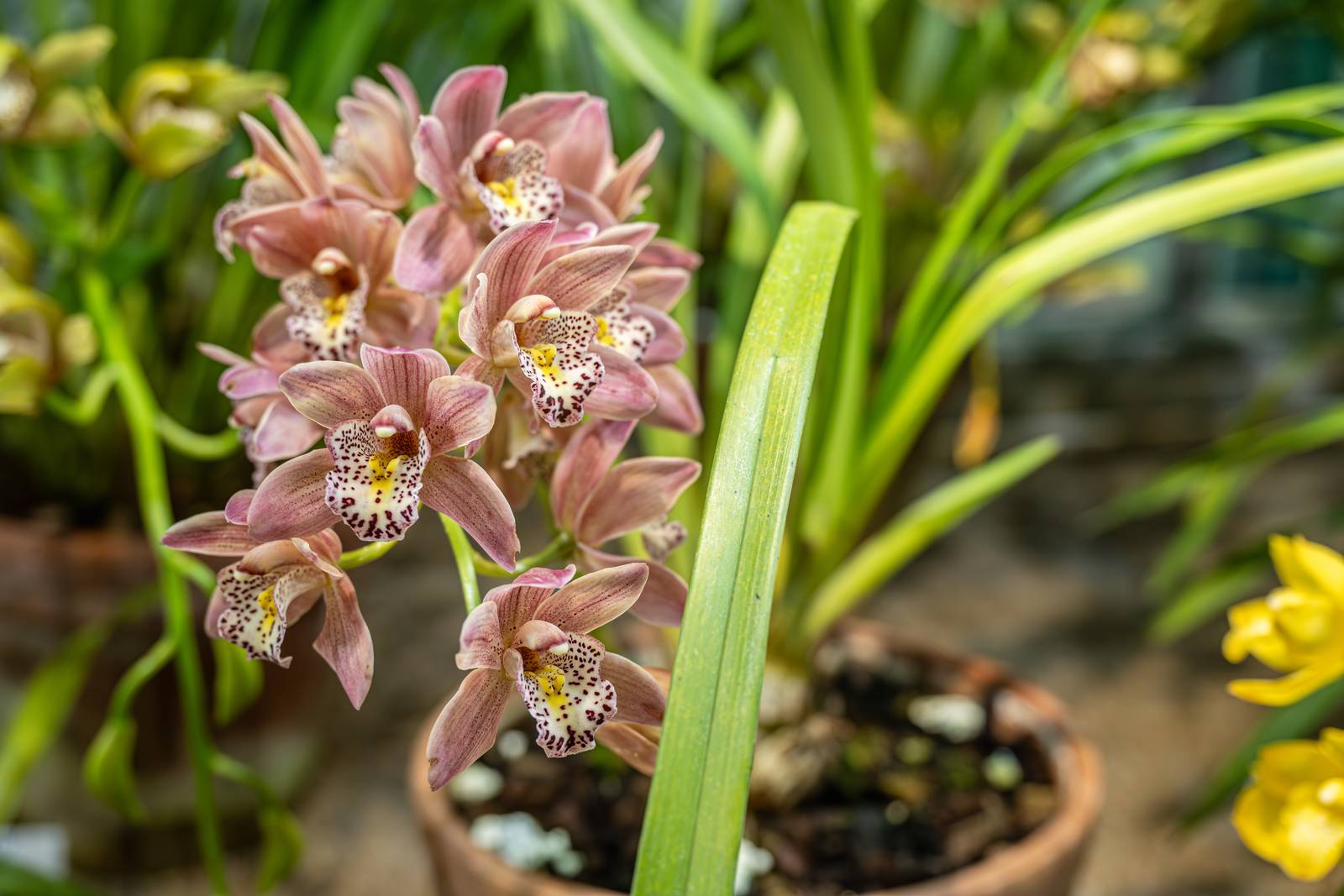 L'orchidea cymbidium cresce preferibilmente in vaso: in questo modo può essere protetta durante i mesi più freddi dell'anno.