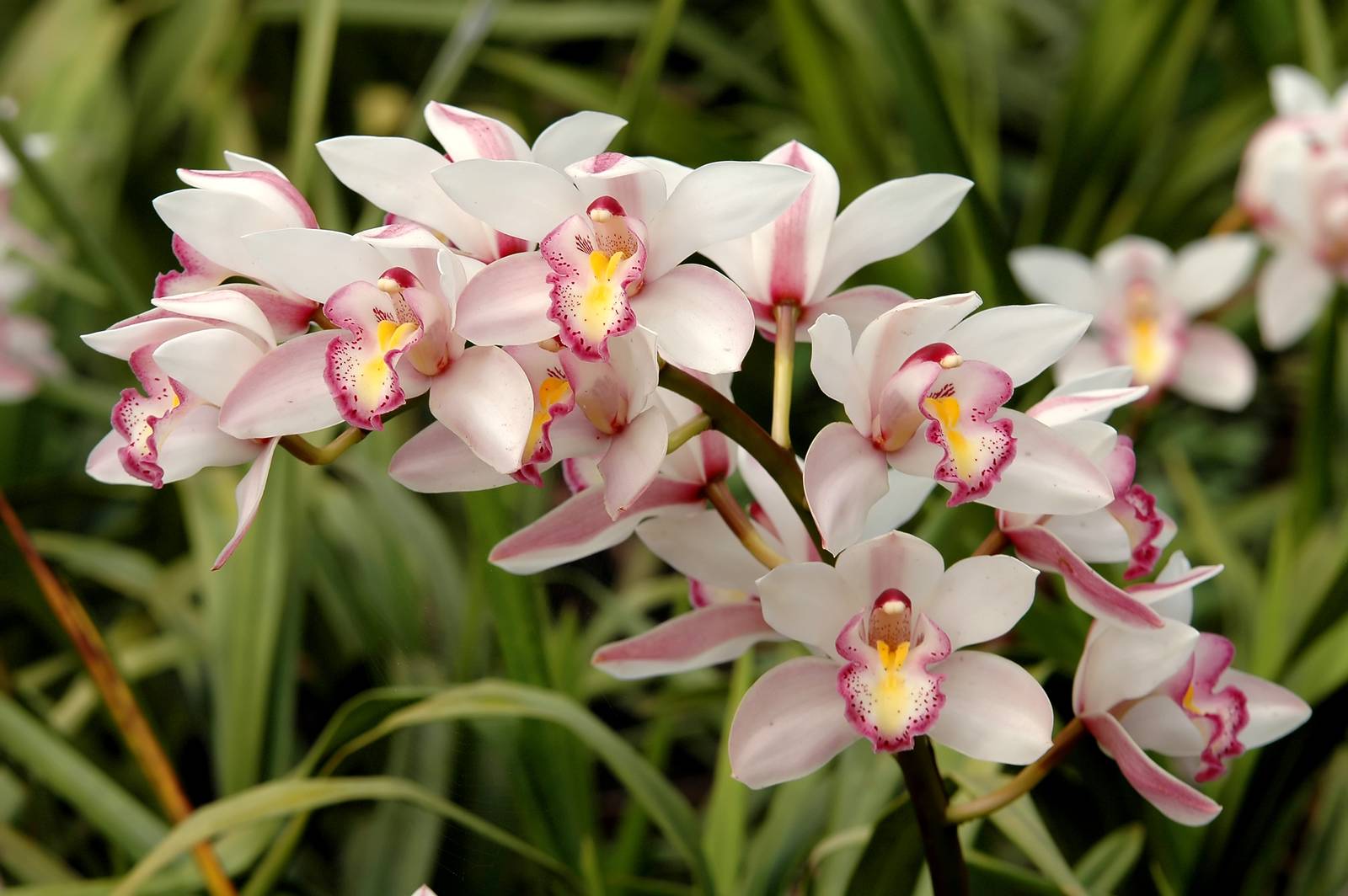 Il terriccio ideale per l'orchidea cymbidium è un mix di corteccia ben drenante.