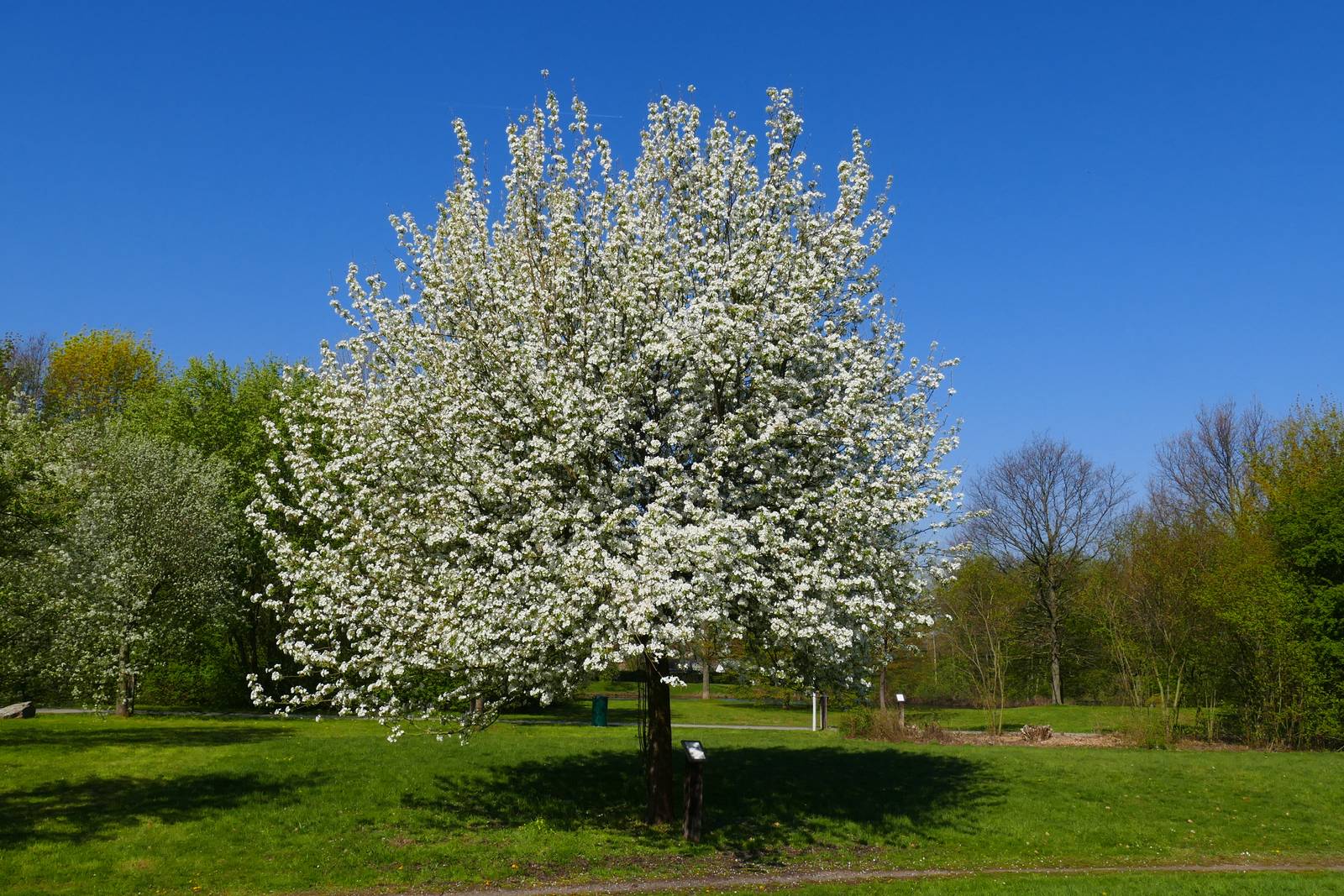 Il pero è un albero maestoso, specialmente durante la fioritura. Il pero è un albero maestoso, specialmente durante la fioritura.