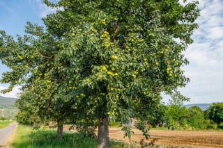 Il pero ha bisogno di pieno sole e climi temperati, sebbene si dimostri piuttosto resistente al freddo (ma non alle gelate primaverili). Il pero ha bisogno di pieno sole e climi temperati, sebbene si dimostri piuttosto resistente al freddo (ma non alle gelate primaverili).