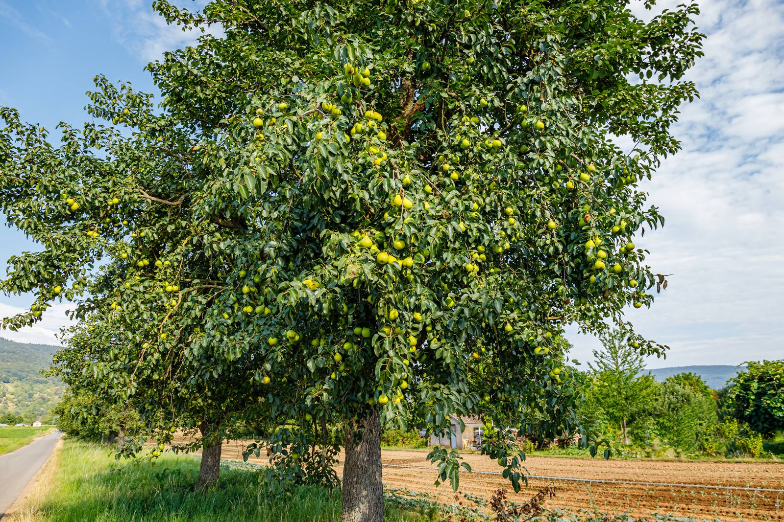 Il pero ha bisogno di pieno sole e climi temperati, sebbene si dimostri piuttosto resistente al freddo (ma non alle gelate primaverili). Il pero ha bisogno di pieno sole e climi temperati, sebbene si dimostri piuttosto resistente al freddo (ma non alle gelate primaverili).