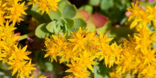 Sedum palmeri
