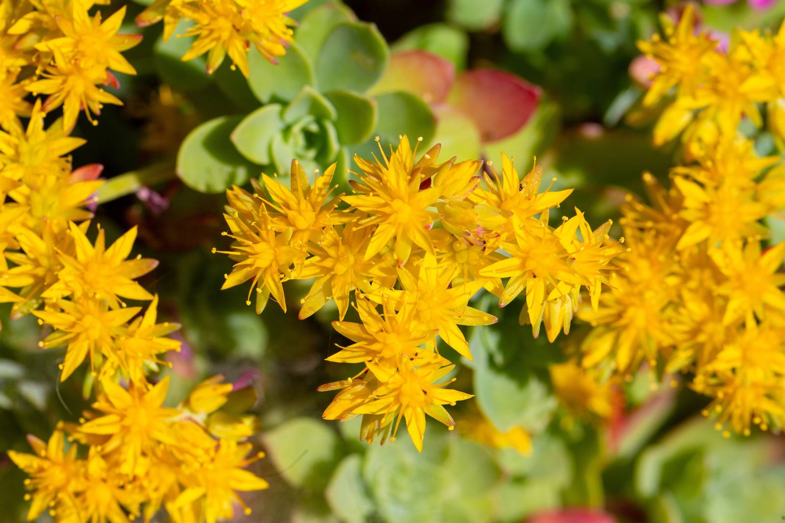 Sedum palmeri regala bellissime infiorescenze giallo brillanti a forma di stella.