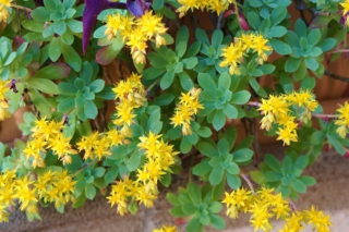 Sedum palmeri fiorisce tra fine inverno/inizio primavera, quando la maggior parte delle piante sono ancora in riposo vegetativo.