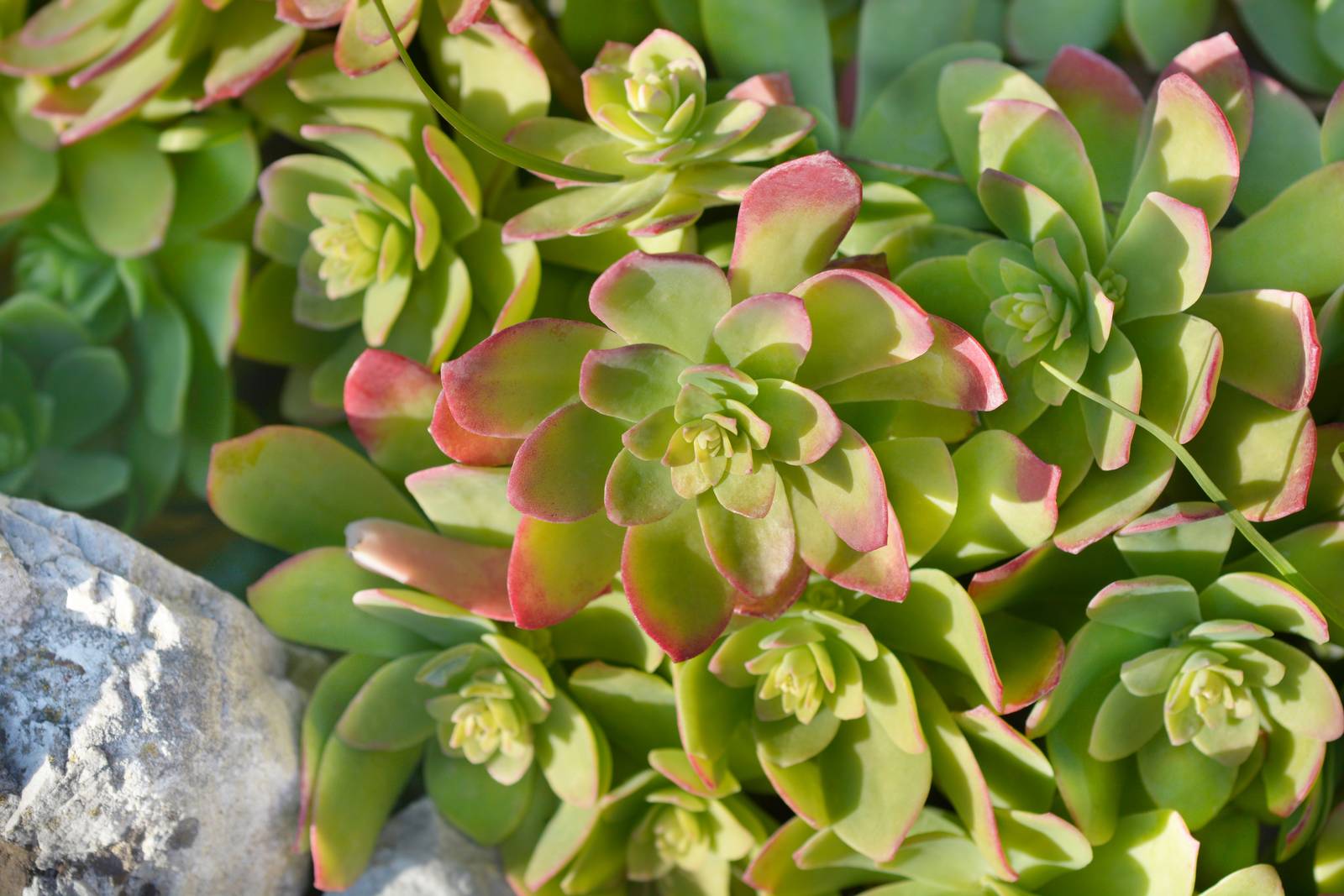Insieme ai fiori, le foglie disposte a rosetta sono la caratteristica più attraente del sedum palmeri.