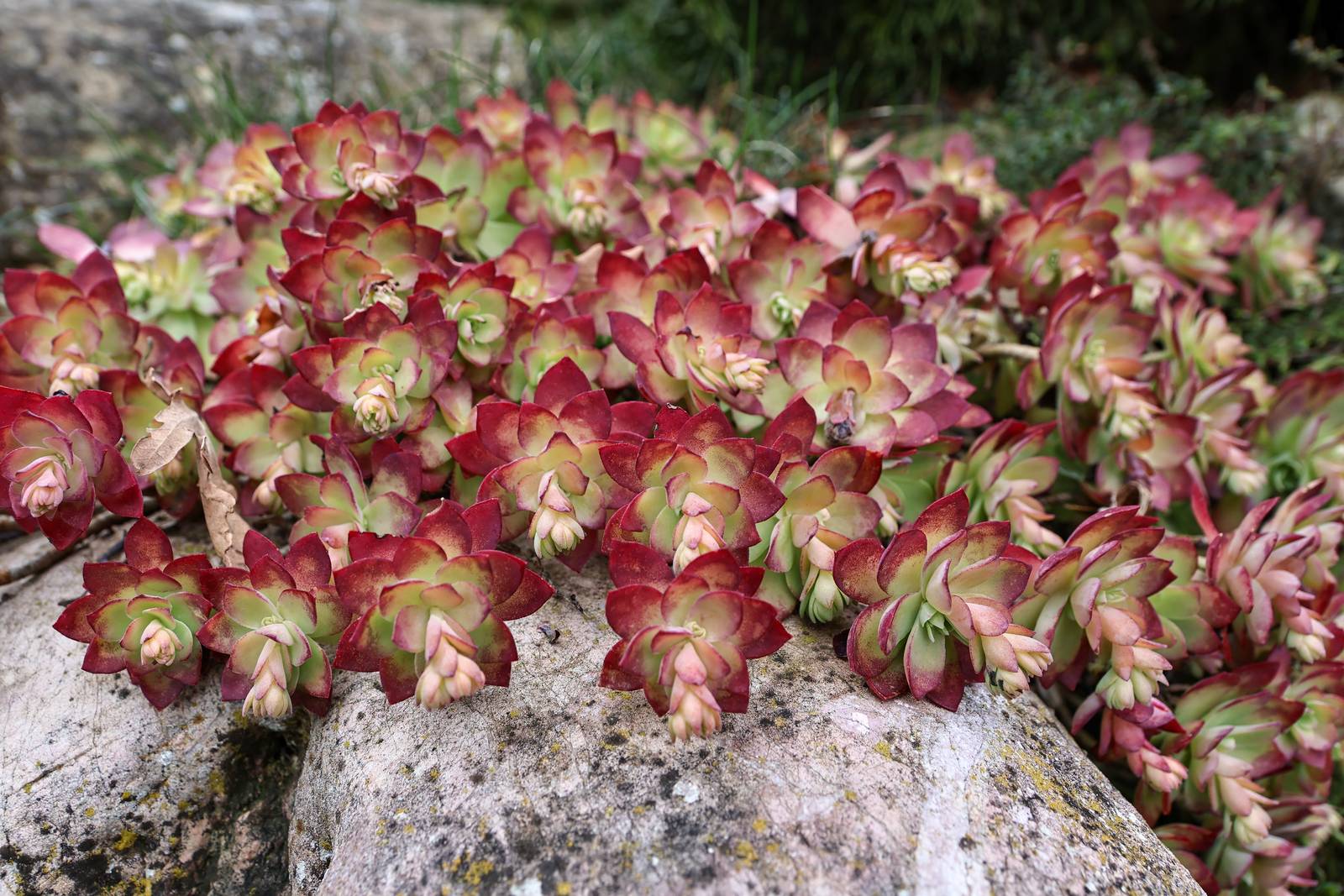 Sedum palmeri ama i terreni ben drenati e privi di ristagni d'acqua, come quelli rocciosi.