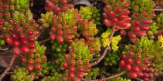 Sedum rubrotinctum