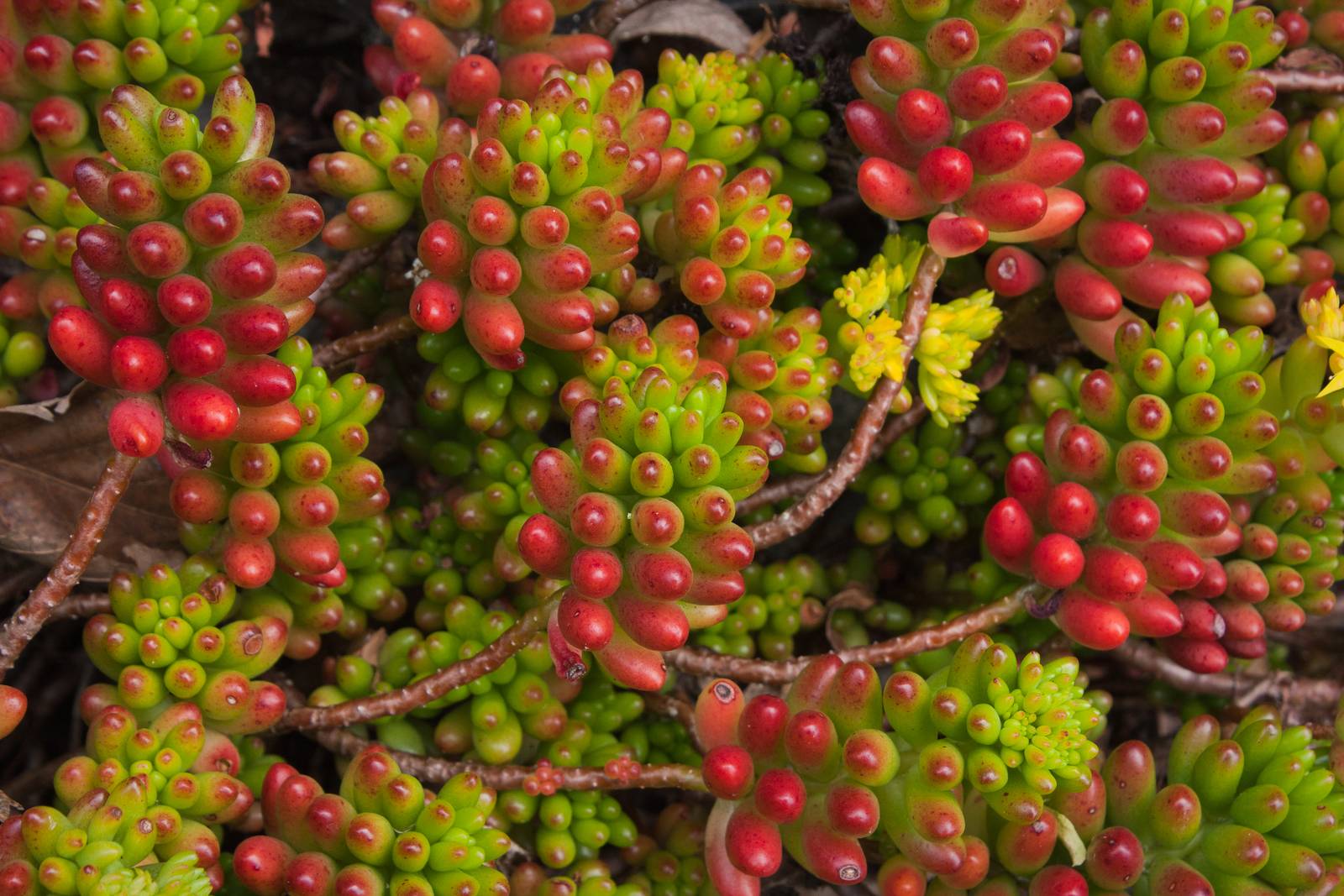 Il sedum rubrotinctum sopporta bene le alte temperature estive e la siccità. Il sedum rubrotinctum sopporta bene le alte temperature estive e la siccità.