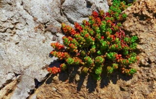 Garantire l'esposizione diretta al sedum rubrotinctum è il modo ideale per far sì che le sue foglioline assumano la caratteristica sfumatura rossastra. Garantire l'esposizione diretta al sedum rubrotinctum è il modo ideale per far sì che le sue foglioline assumano la caratteristica sfumatura rossastra.
