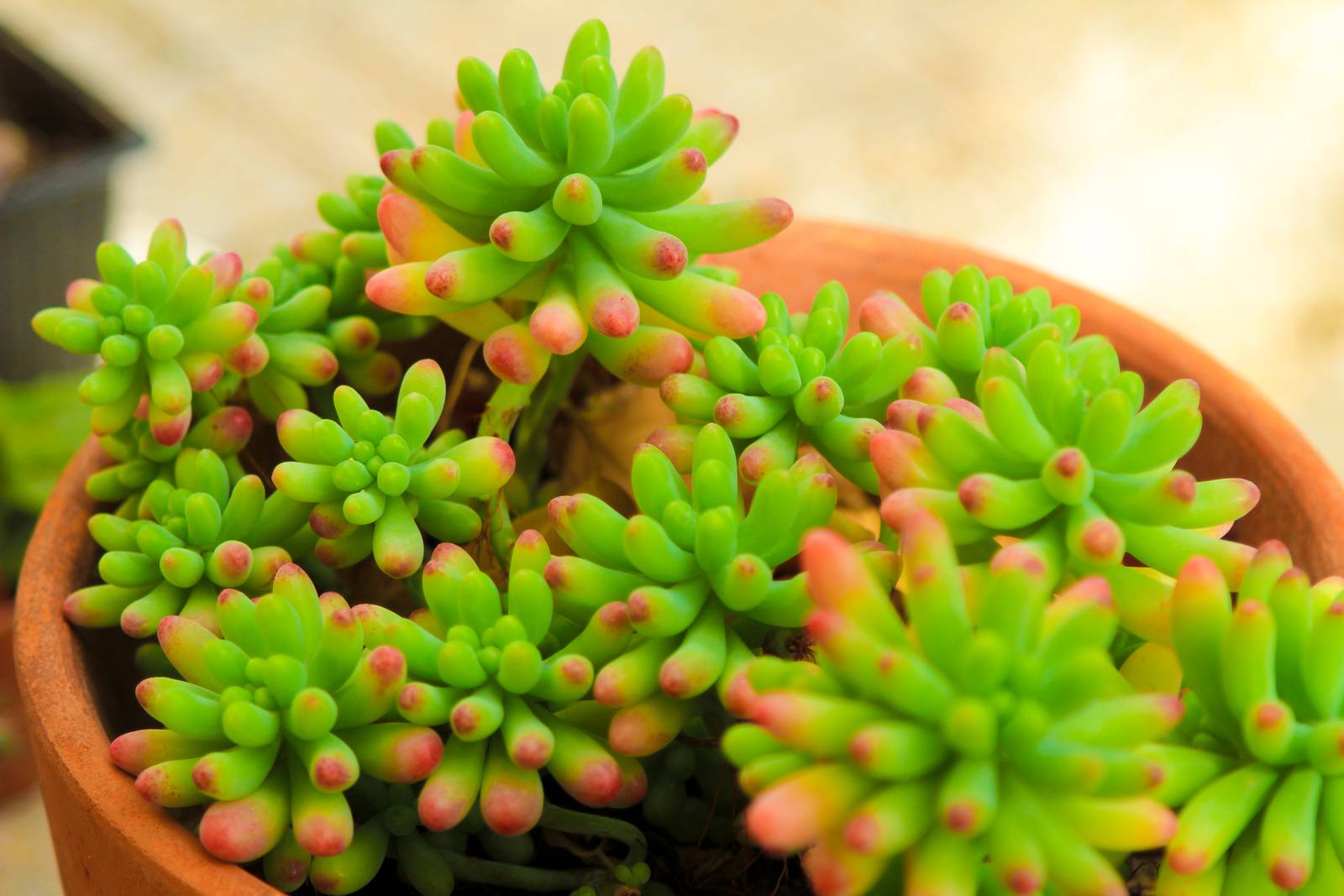 Il sedum rubrotinctum è una succulenta robusta che richiede luce abbondante e poca acqua. Il sedum rubrotinctum è una succulenta robusta che richiede luce abbondante e poca acqua.
