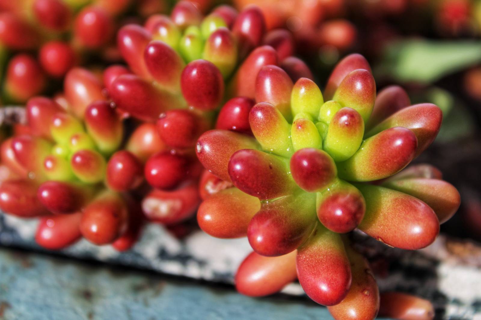 Il suo fogliame camaleontico ed estremamente particolare è senza dubbio il punto di forza del sedum rubrotinctum. Il suo fogliame camaleontico ed estremamente particolare è senza dubbio il punto di forza del sedum rubrotinctum.