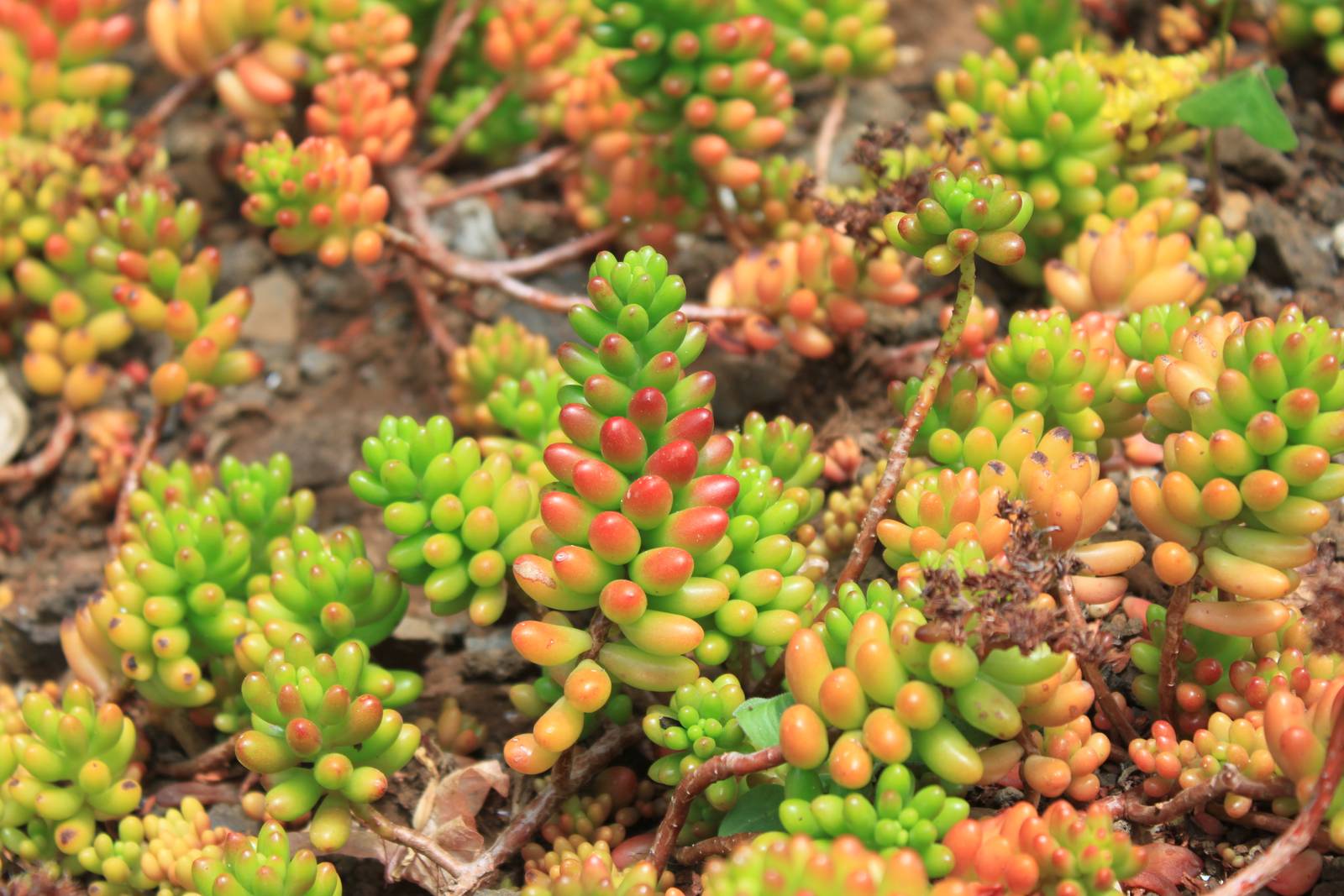 Se le temperature invernali non scendono sotto i 5°C, il sedum rubrotinctum si può coltivare anche in giardino. Se le temperature invernali non scendono sotto i 5°C, il sedum rubrotinctum si può coltivare anche in giardino.