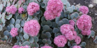 Sedum sieboldii