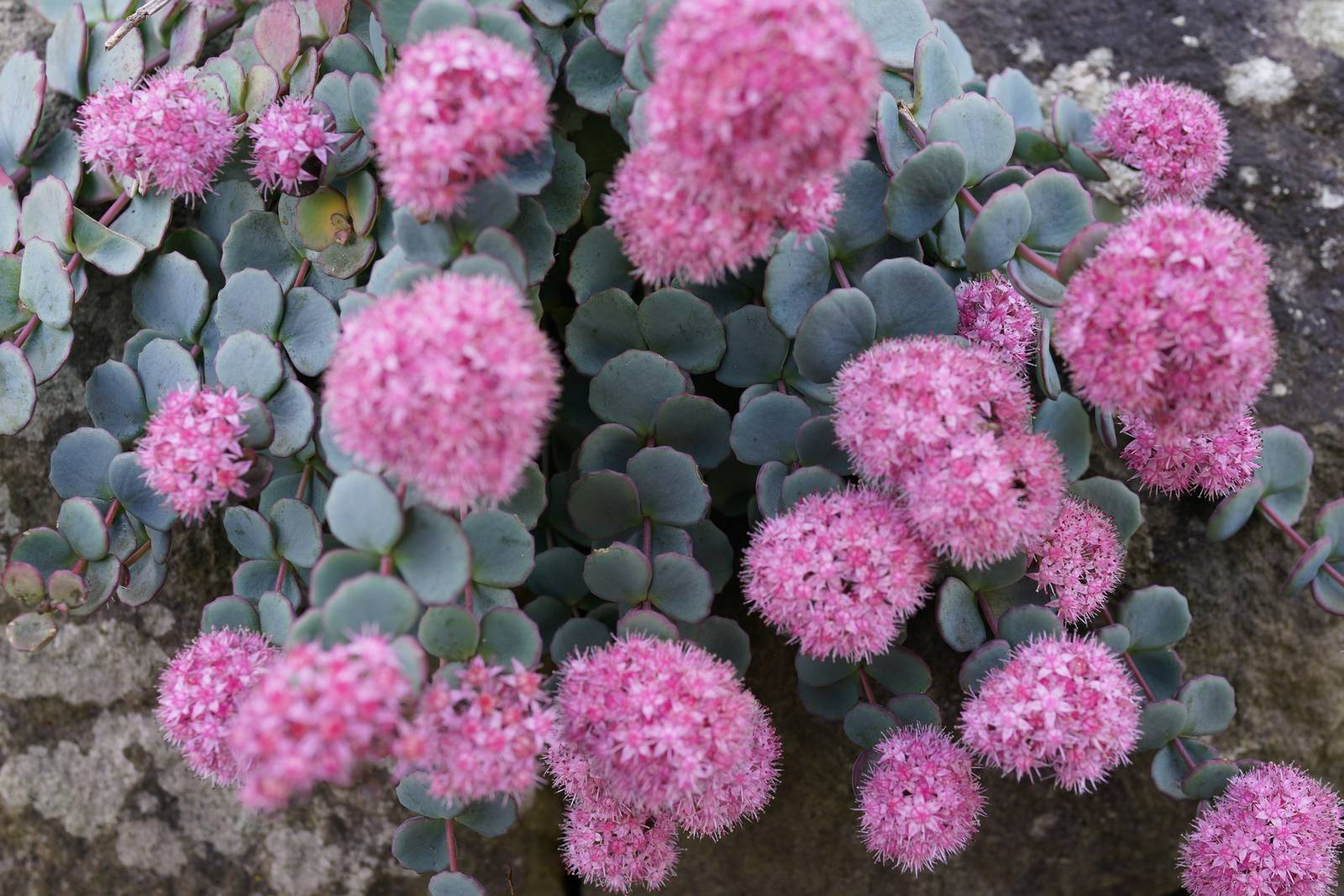 sedum sieboldii fiori