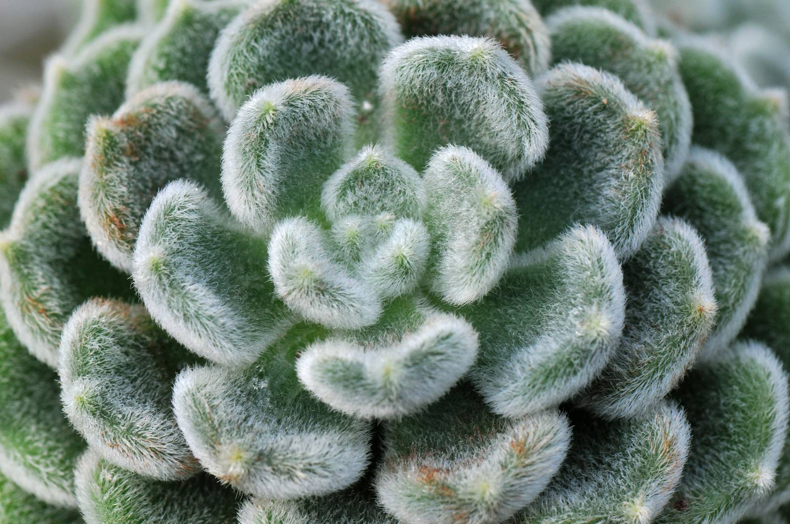 Grazie alle sue foglie pelose, echeveria setosa è in grado di resistere meglio alla siccità rispetto ad altre succulente. Grazie alle sue foglie pelose, echeveria setosa è in grado di resistere meglio alla siccità rispetto ad altre succulente.