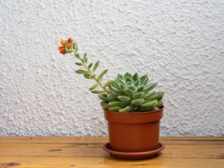 Per le sue esigenze in fatto di clima ed esposizione, nella maggior parte delle regioni italiane è consigliata la coltivazione in vaso di echeveria setosa. Per le sue esigenze in fatto di clima ed esposizione, nella maggior parte delle regioni italiane è consigliata la coltivazione in vaso di echeveria setosa.