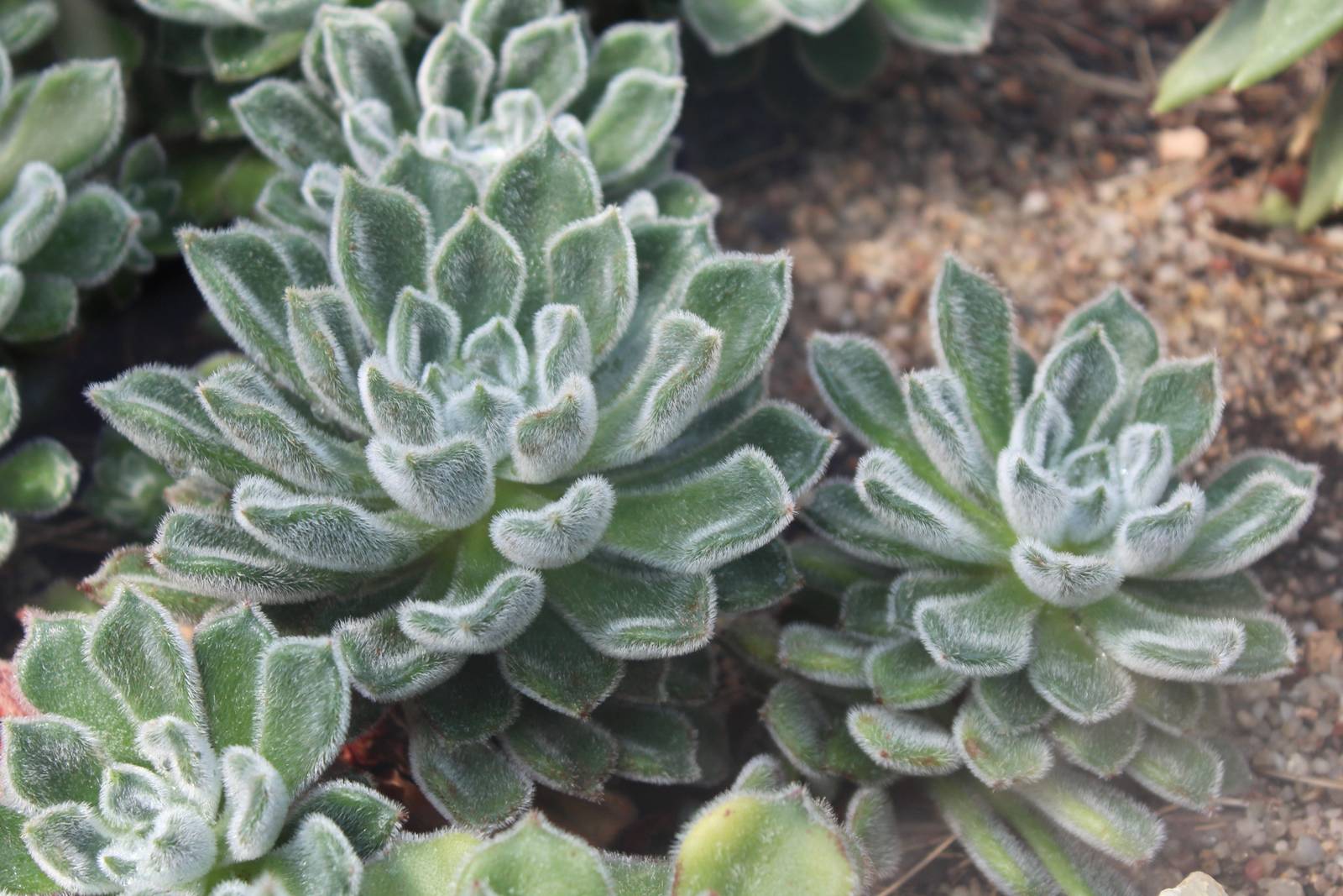 L'echeveria setosa necessita di un terreno ben drenante, in modo da evitare pericolosi ristagni idrici. L'echeveria setosa necessita di un terreno ben drenante, in modo da evitare pericolosi ristagni idrici.