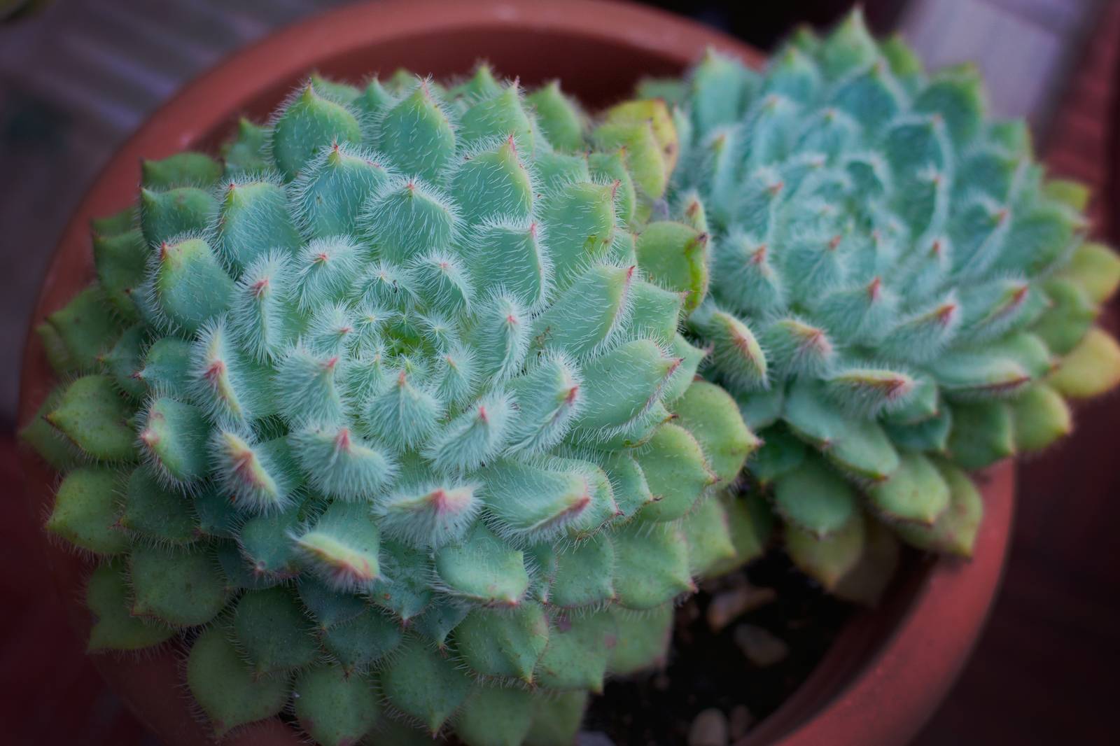 L'echeveria setosa ha bisogno di sole diretto per almeno 6 ore al giorno e, anche in casa, l'esposizione deve essere la più luminosa possibile. L'echeveria setosa ha bisogno di sole diretto per almeno 6 ore al giorno e, anche in casa, l'esposizione deve essere la più luminosa possibile.
