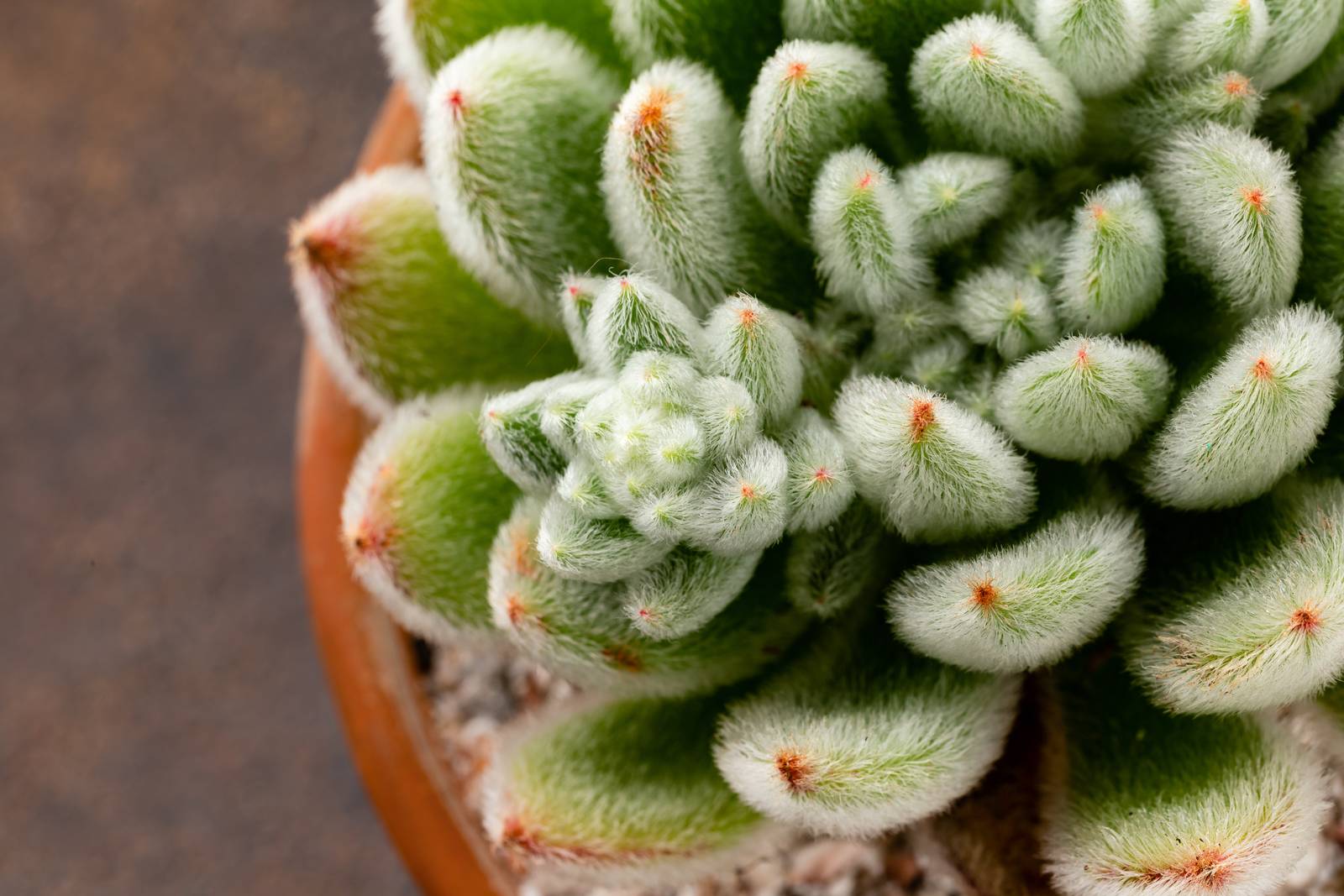 Le delicate foglioline ricoperte da una soffice peluria protettiva contraddistinguono la pianta di echeveria setosa. Le delicate foglioline ricoperte da una soffice peluria protettiva contraddistinguono la pianta di echeveria setosa.