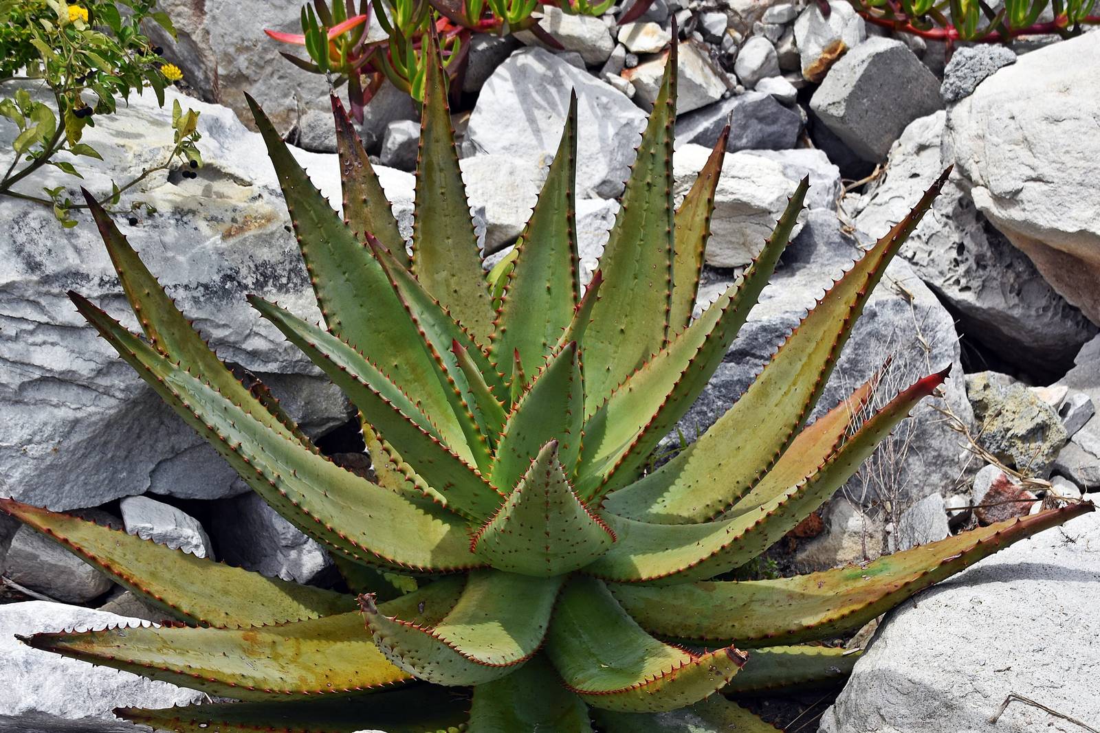 Aloe ferox è originaria di climi desertici, quindi ama il pieno sole e le alte temperature.