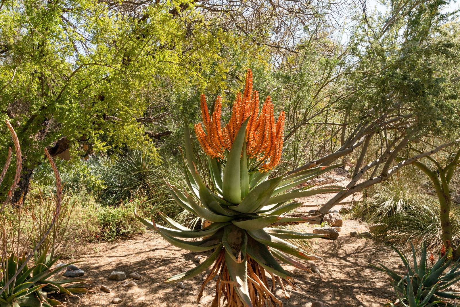Aloe ferox fiorisce una volta l'anno, quando ha raggiunto i 3-5 anni di età.