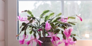 Cactus di Natale Cactus di Natale