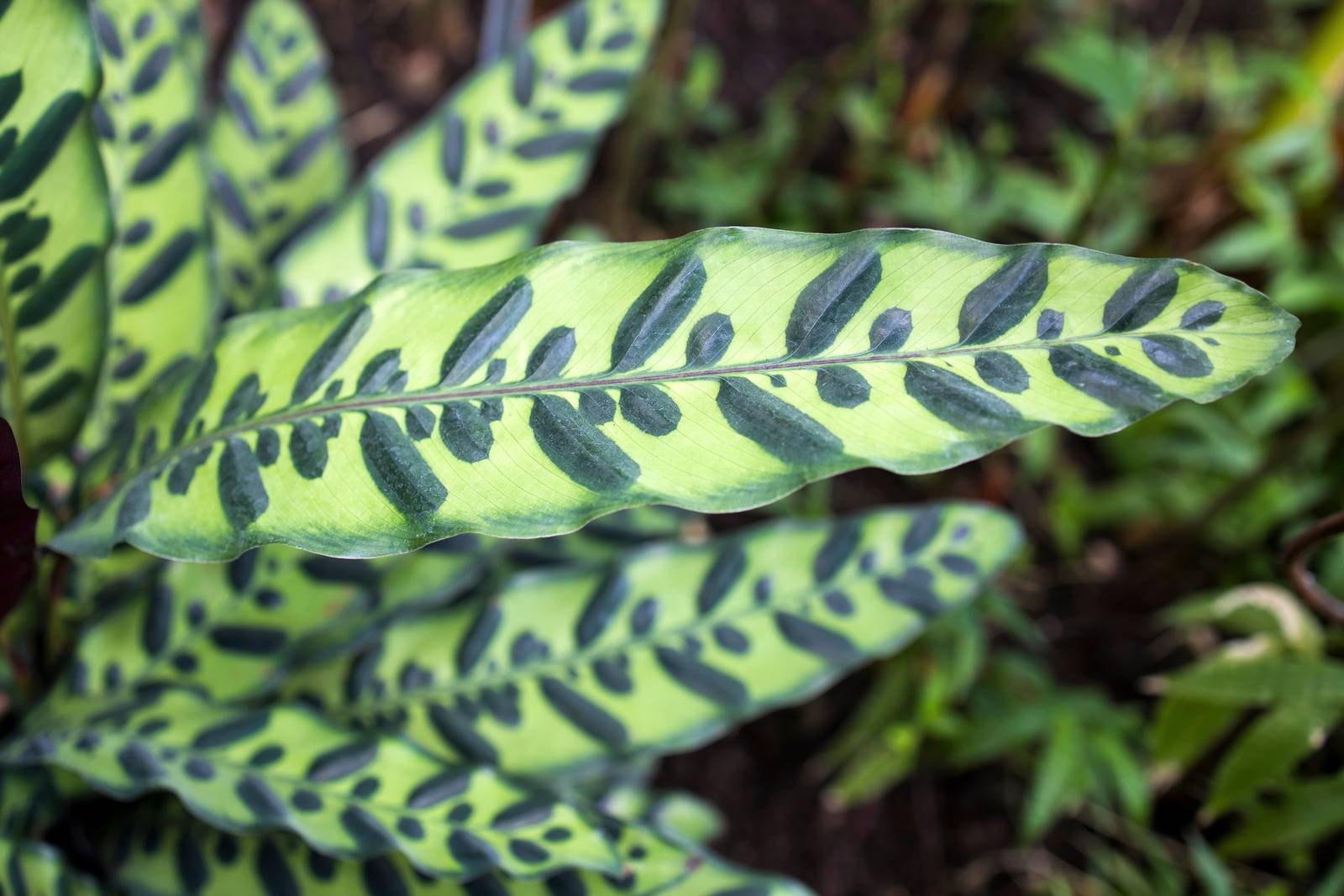 Le foglie della calathea lancifolia sono tipicamente lunghe e sottili, con un caratteristico disegno e gioco cromatico.