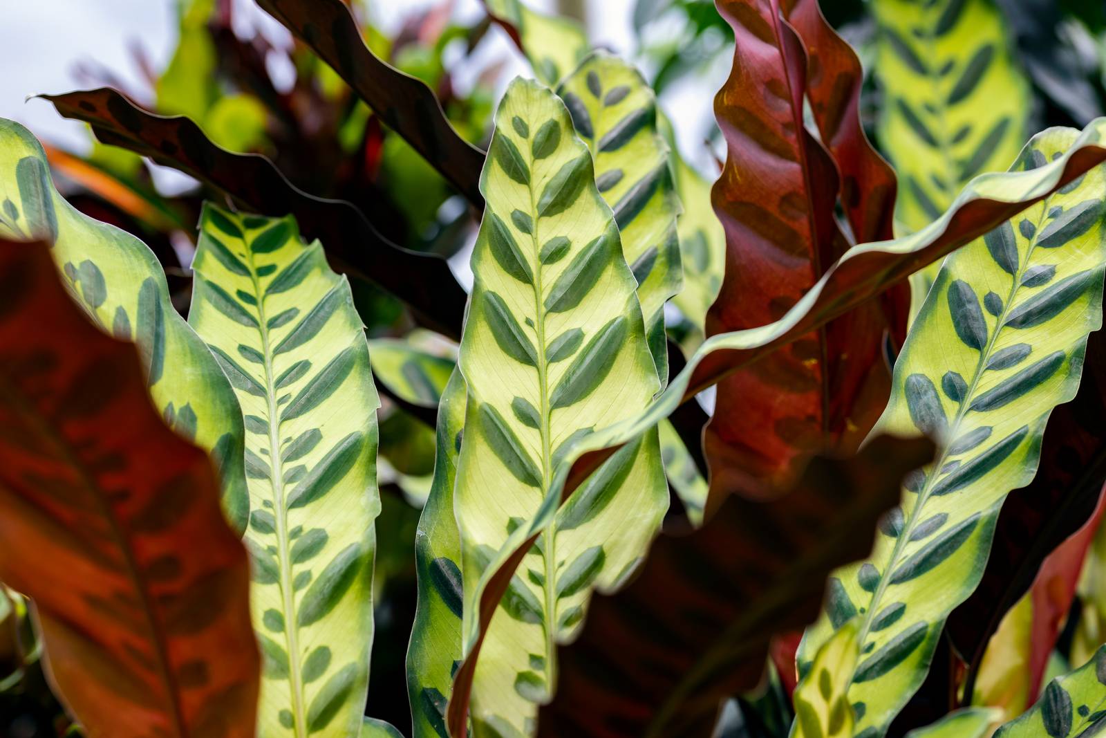La calathea lancifolia va protetta dal sole diretto che potrebbe bruciare le sue meravigliose foglie: per questo va considerata una pianta d'appartamento.