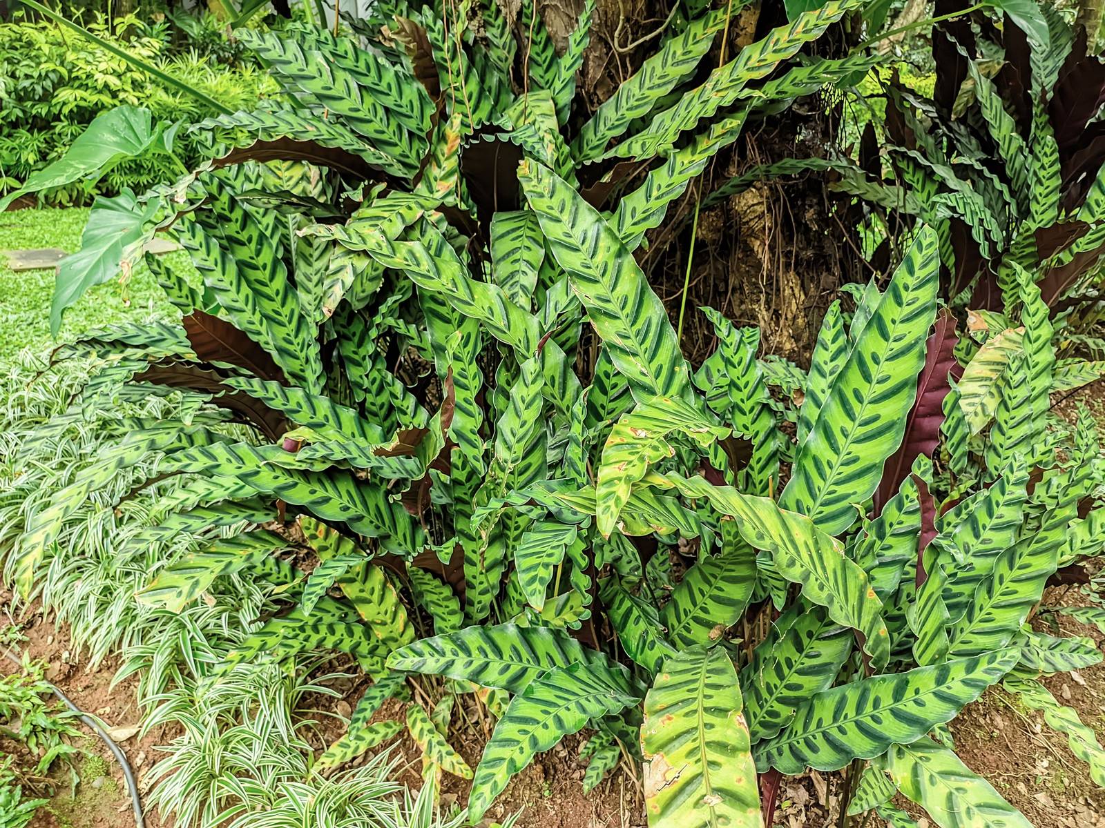 La calathea lancifolia cresce tipicamente in vaso e può essere spostata all'esterno solo durante la bella stagione poiché non tollera il freddo.