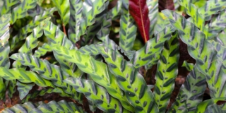 Calathea lancifolia