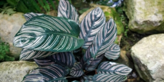 Calathea ornata
