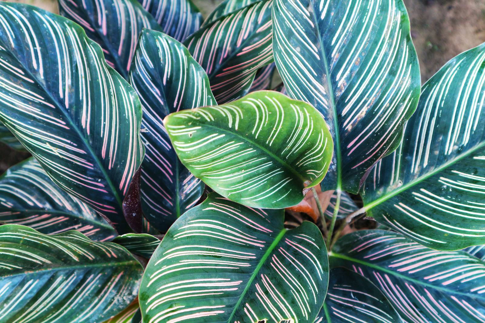 La calathea ornata non va assolutamente esposta al sole diretto: i raggi brucerebbero le sue bellissime foglie.