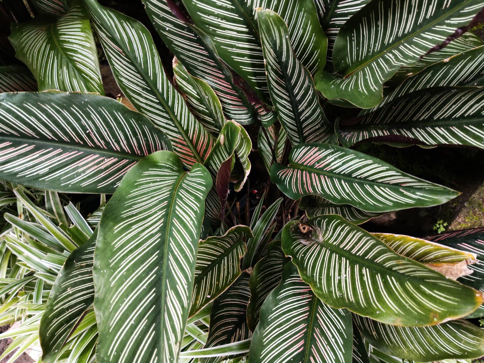 La calathea ornata ama molto l'umidità: nebulizzare regolarmente le sue foglie è un'ottima abitudine.