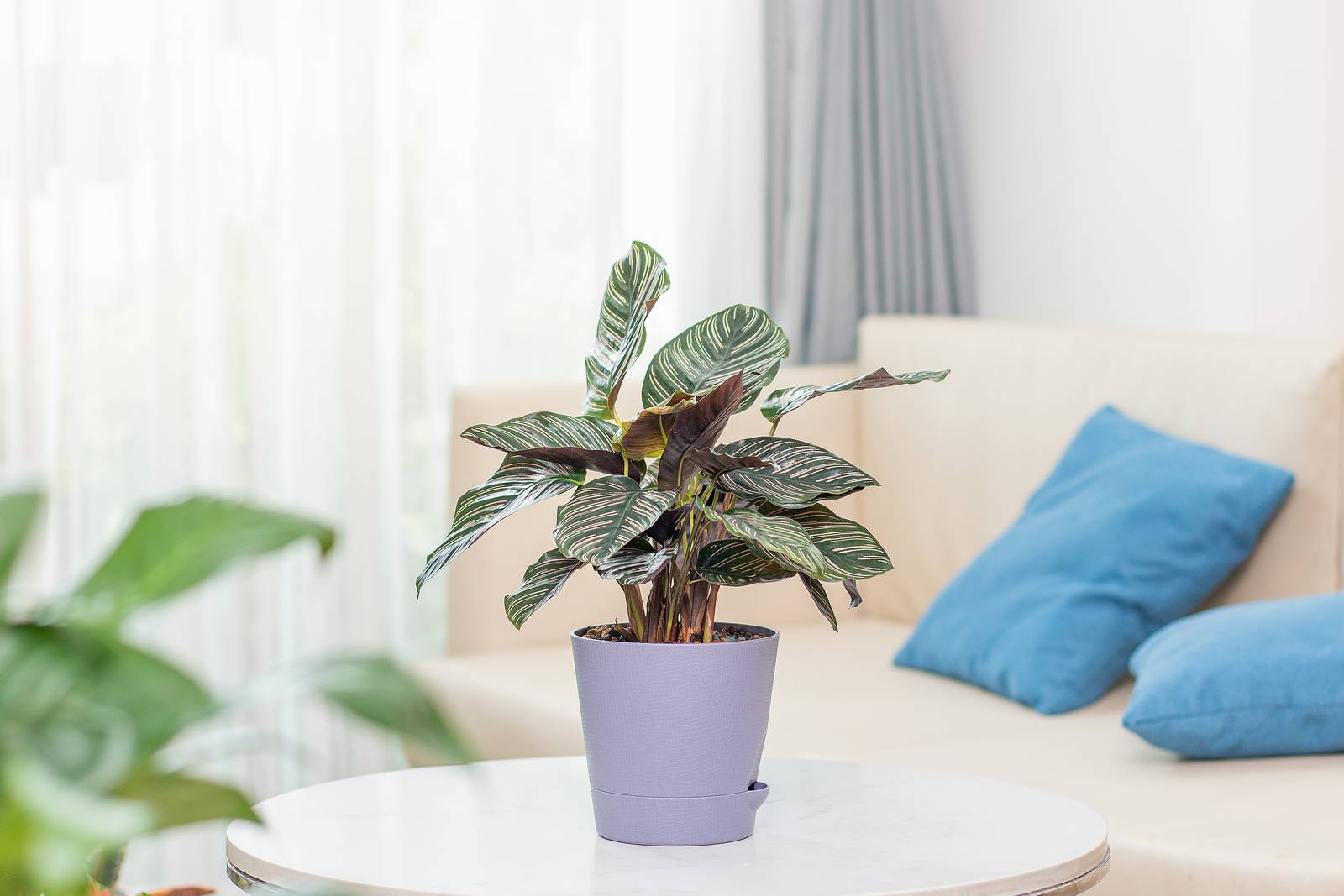 La calathea ornata è una bellissima pianta da interni, coltivabile solo in vaso nel nostro Paese.