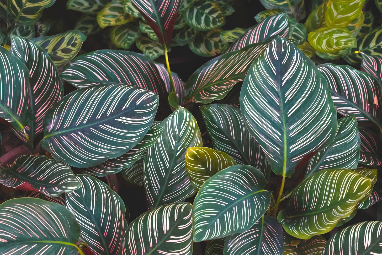 Le foglie di calathea ornata sono tipicamente di un bellissimo verde scuro con striature rosacee.