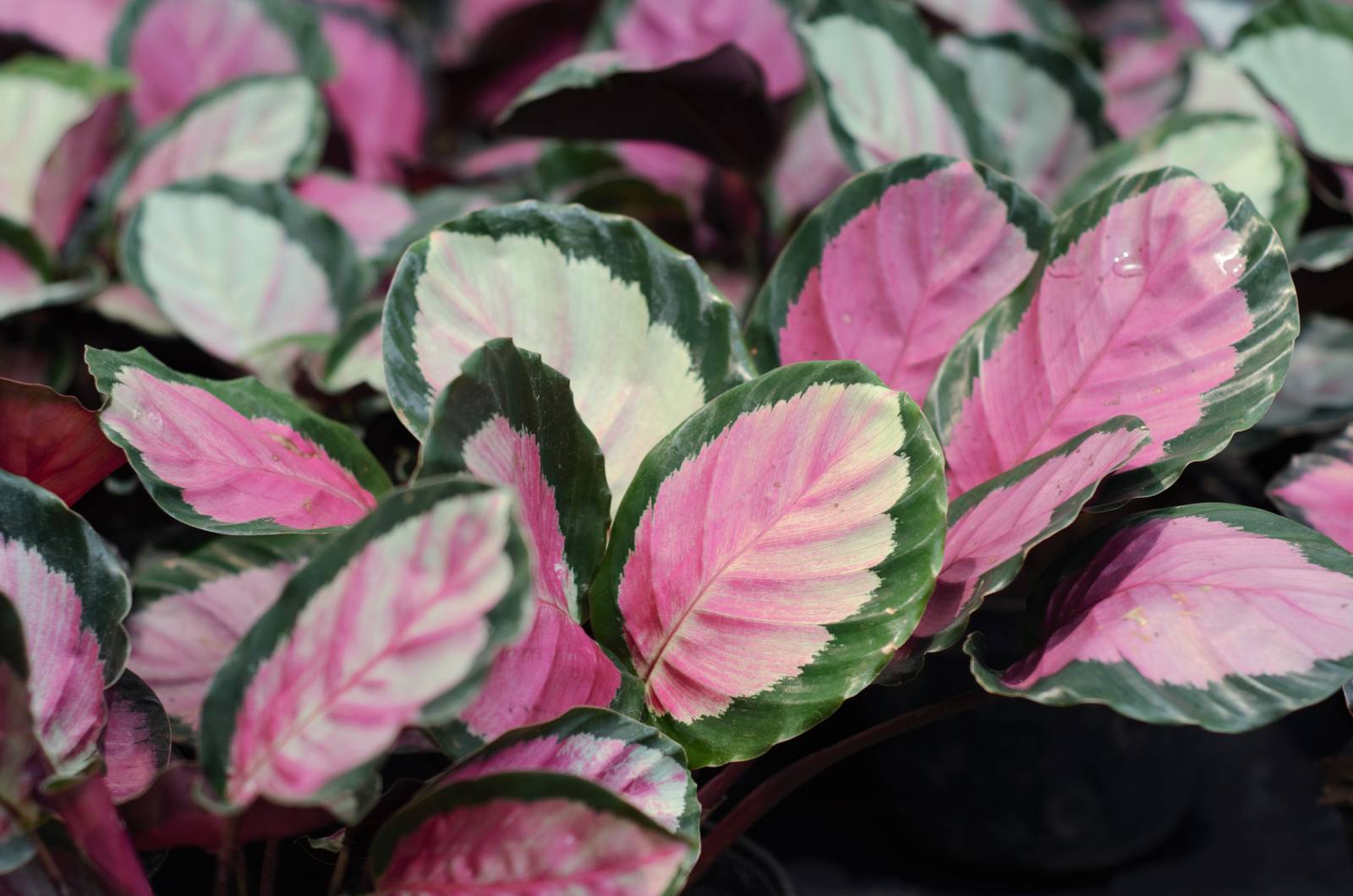 Per mantenere floride le foglie della calathea roseopicta, si consiglia di nebulizzarle regolarmente e di rimuovere la polvere che si accumula sulla superficie.