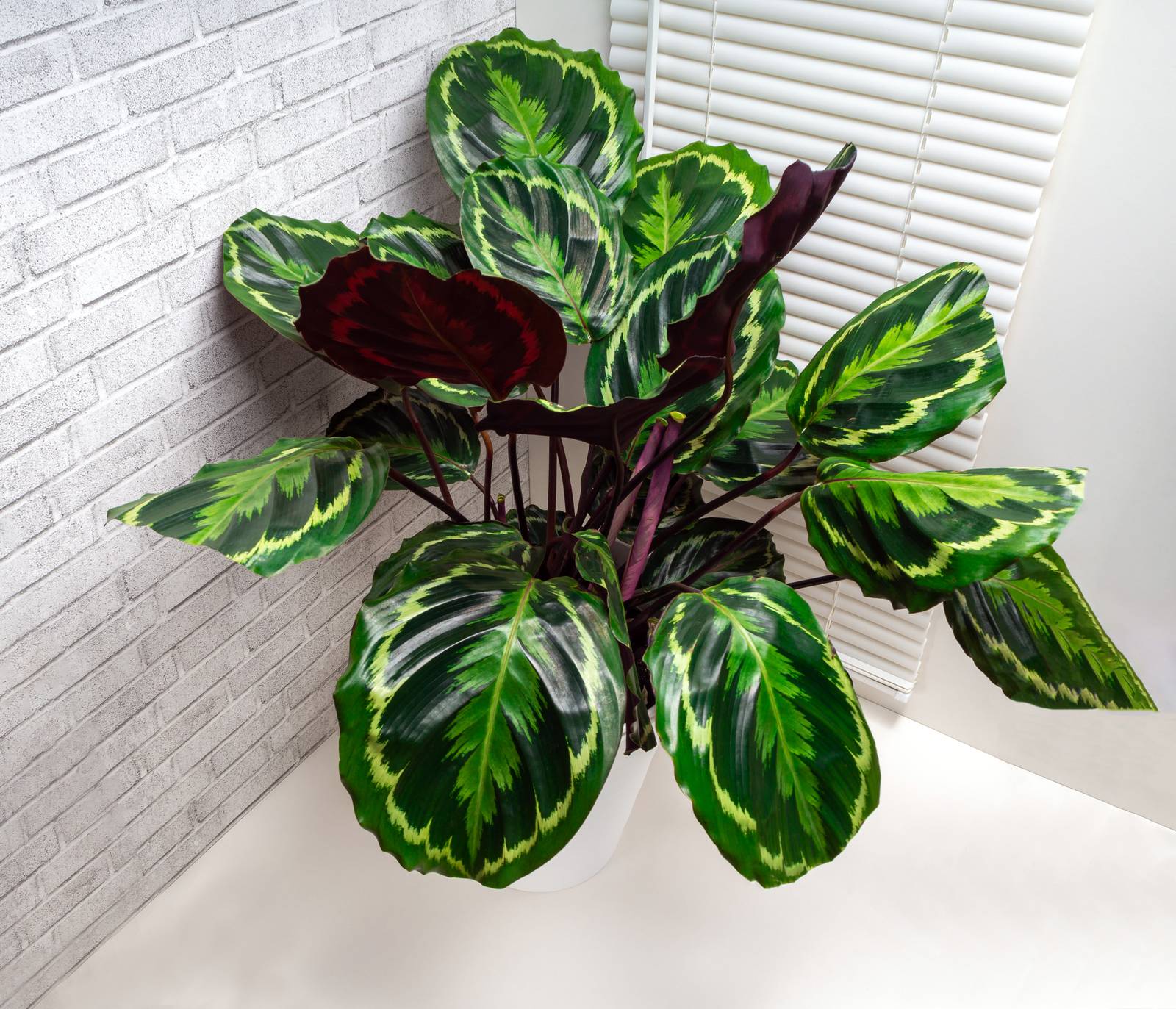 Per la sua scarsissima resistenza al freddo e l'esigenza di umidità elevata, la calathea roseopicta va coltivata in vaso.