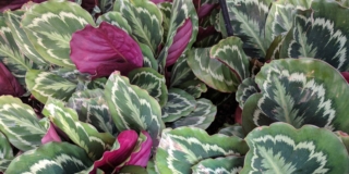 Calathea roseopicta