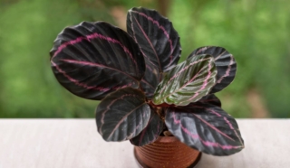 La calathea roseopicta si riconosce per le bellissime foglie arrotondate molto decorative, con sfumature rosa attorno ai bordi.